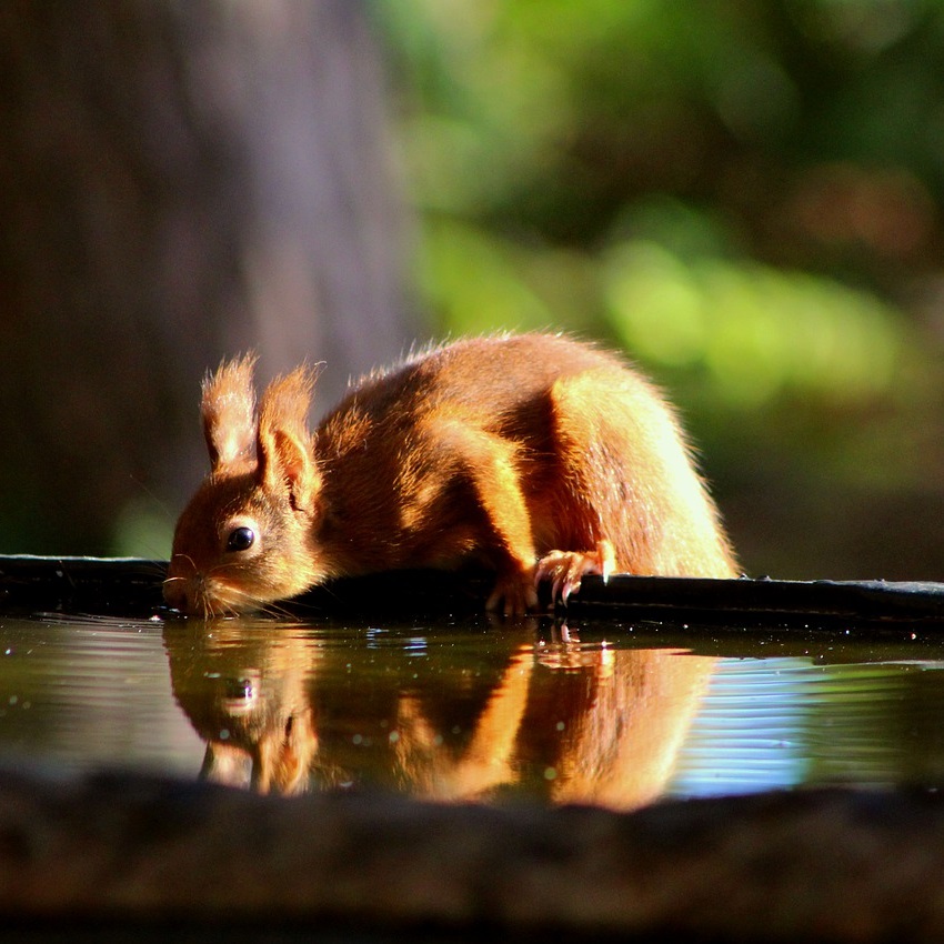 Eichhörnchen Durst