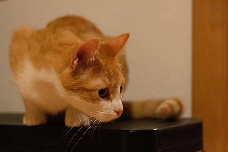 Duke 5