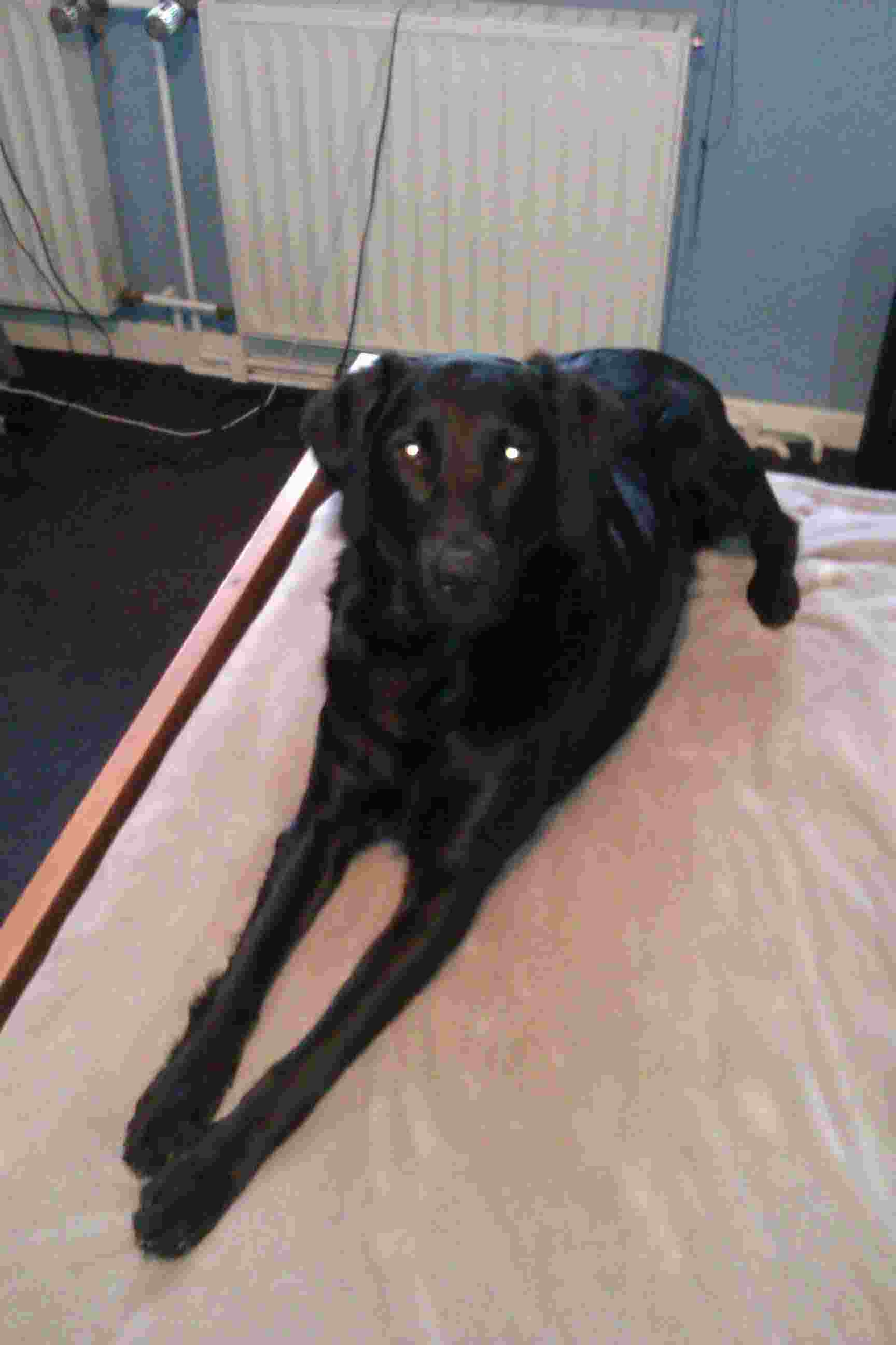 Ronja