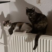 AmiraKaya_2