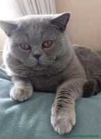 Konrad