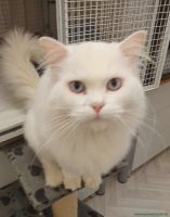Milow