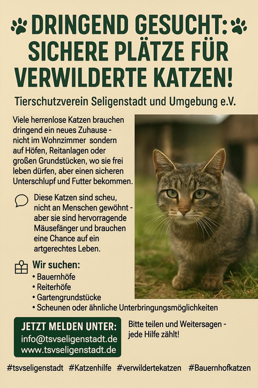 Platz 4 Streuner