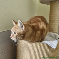 Remus_21