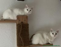 RonRonja_2