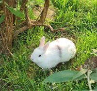 Rabbit_1