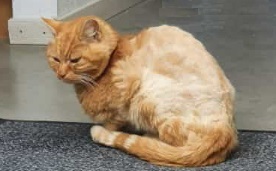 Thommy 5