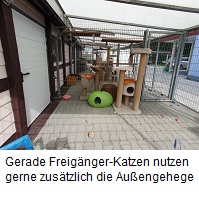 Katzen 7