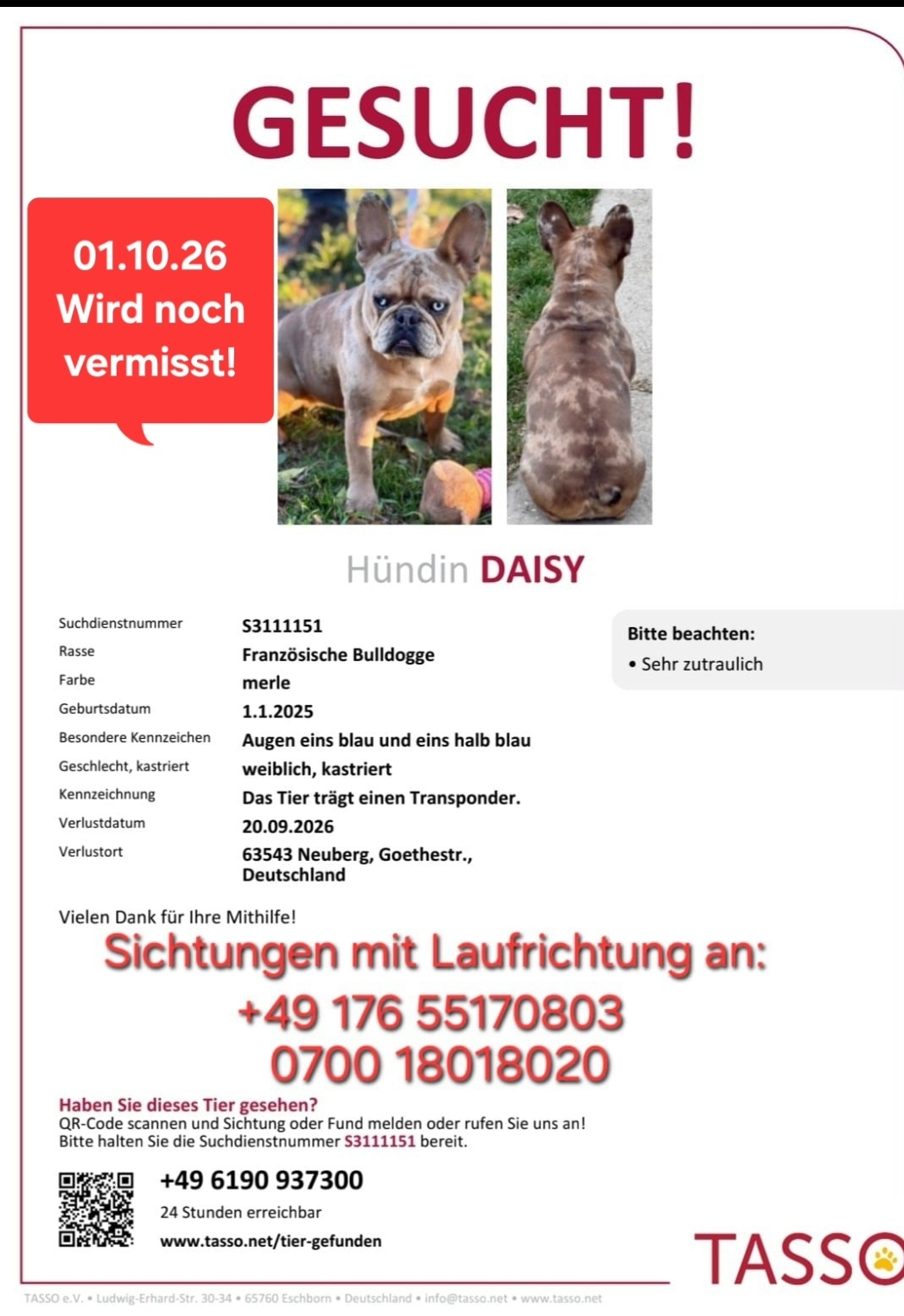 Daisy Tasso