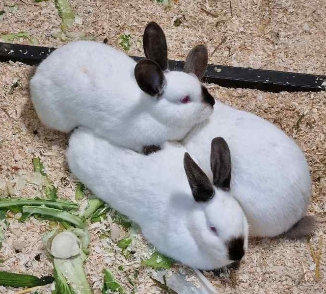 Kaninchen